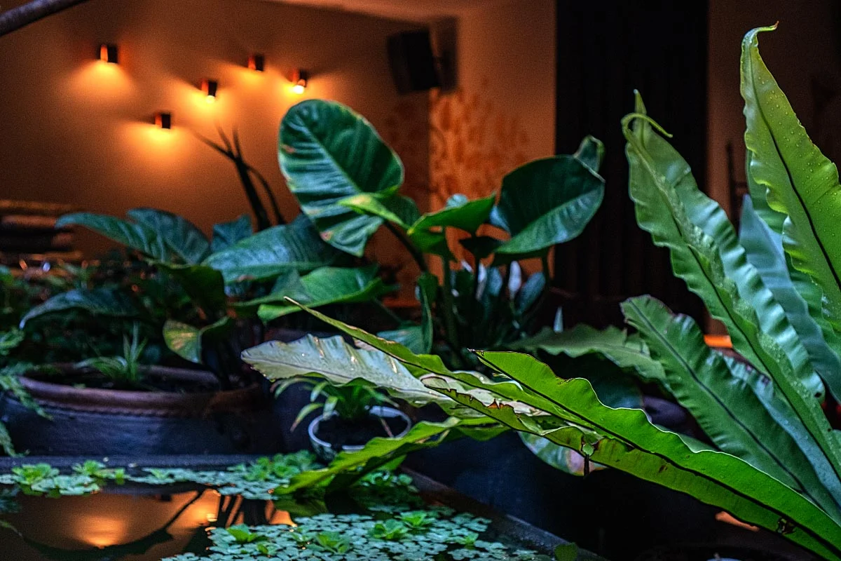 Oasis in the city.
