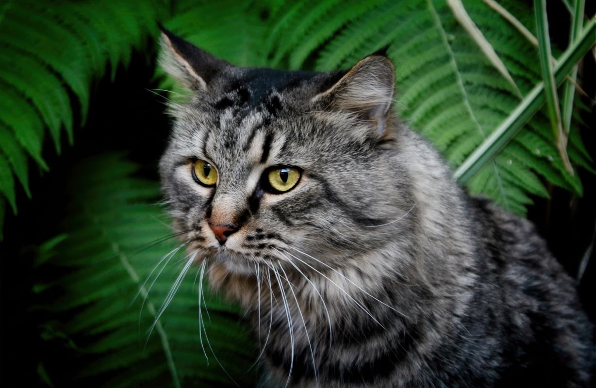 ptsd support cat Maine Coon Trauma.jpg