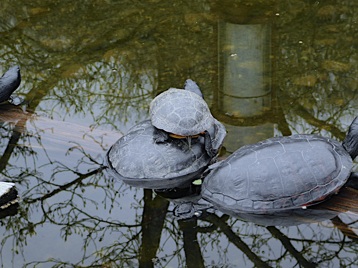 turtle on another.png
