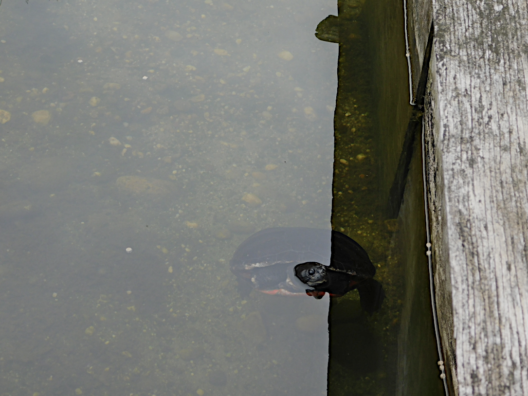 turtle head out csph.png