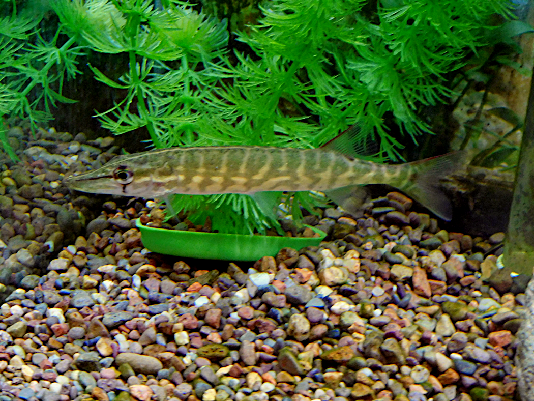 chain pickerel2.png