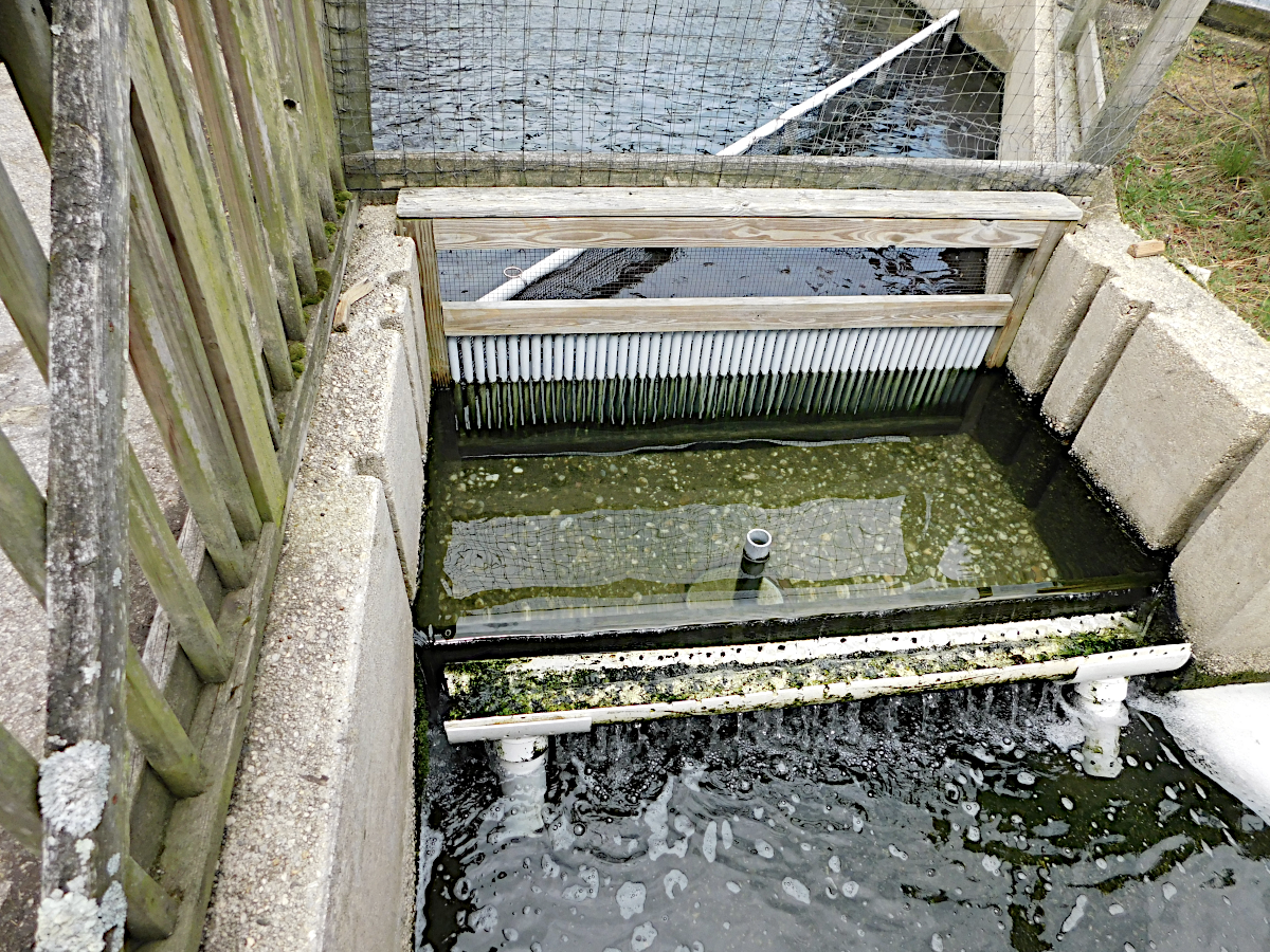 feeder pipes and barriers at fish hatchery.png