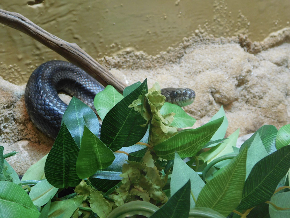 rat snake 5.png