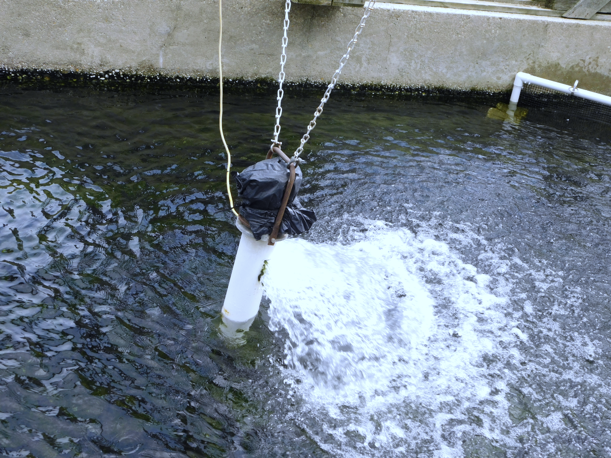 aerating fish pool.png