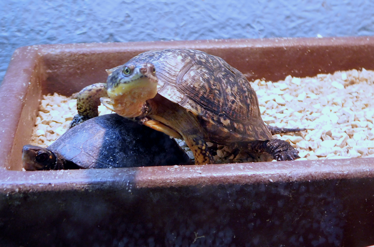 spottetd turtle very gooda2.png