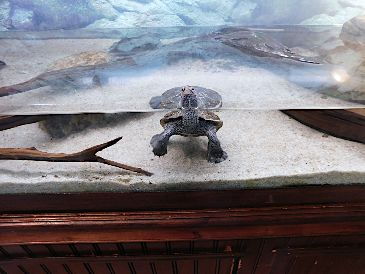 northern diamond back terrapin swimming better.png
