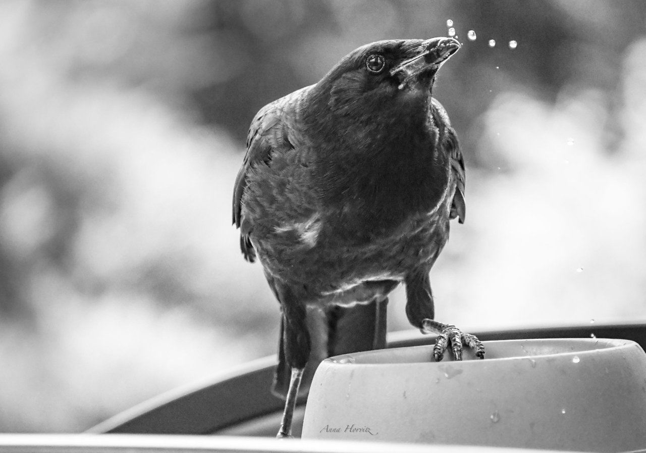 DSC_2597.JPG