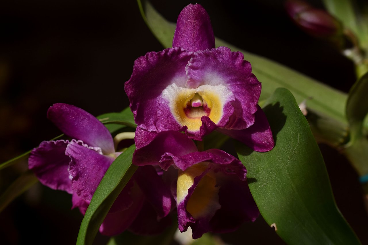 Dendrobium nobile comet king akatsuki 2023 1.jpg