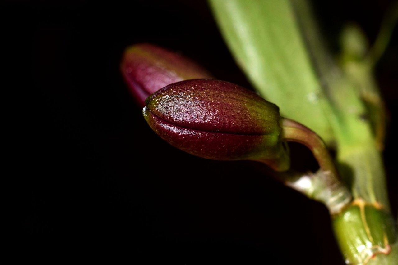 Dendrobium nobile comet king akatsuki 2023 2.jpg