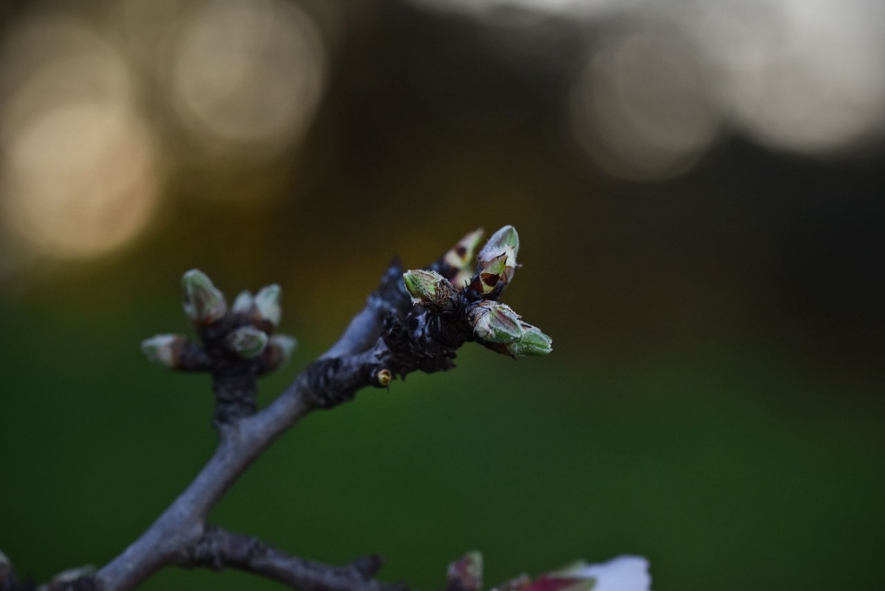 Almond blossom jan  12.jpg