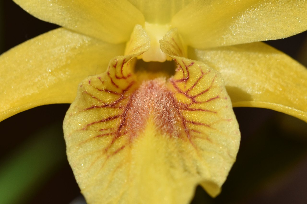 Dendrobium stardust chiyomi 2023 5.jpg
