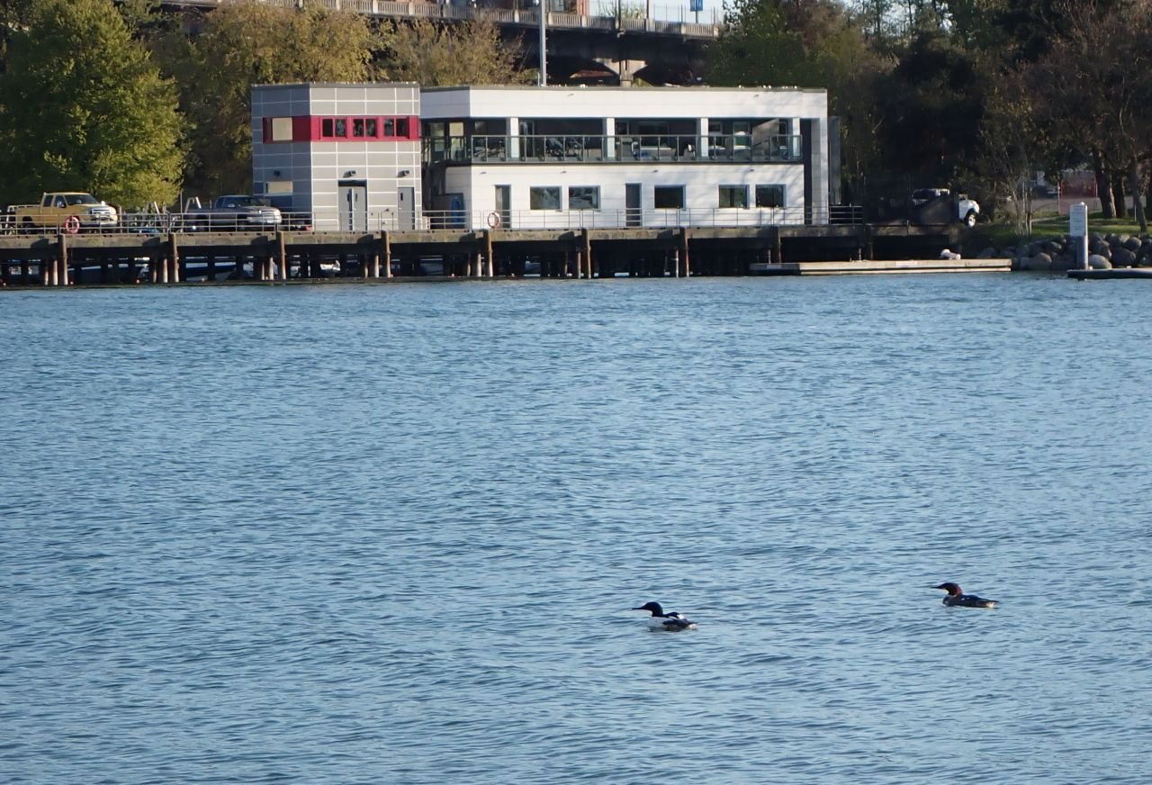 Grebe02.jpg