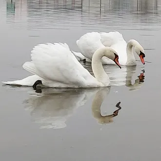 Labud - graciozna ptica i najlepši ukras naših voda ~ Swan - a graceful bird and the most beautiful decoration of our waters