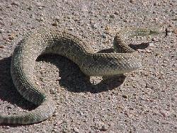 Mojave green