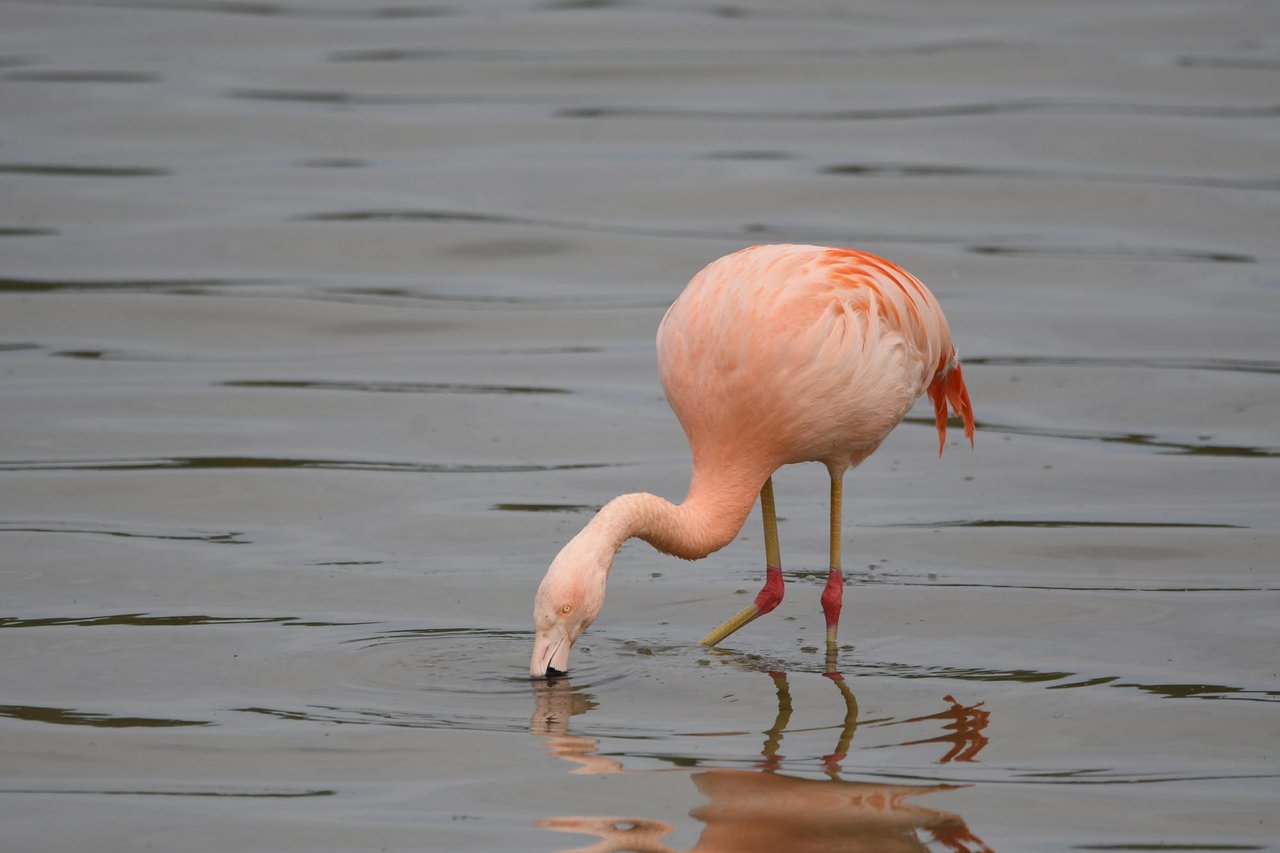 DSC_8092.jpg