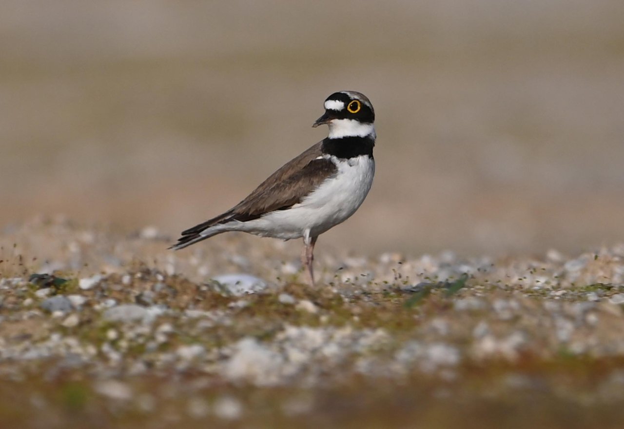 Z62_9603.JPG