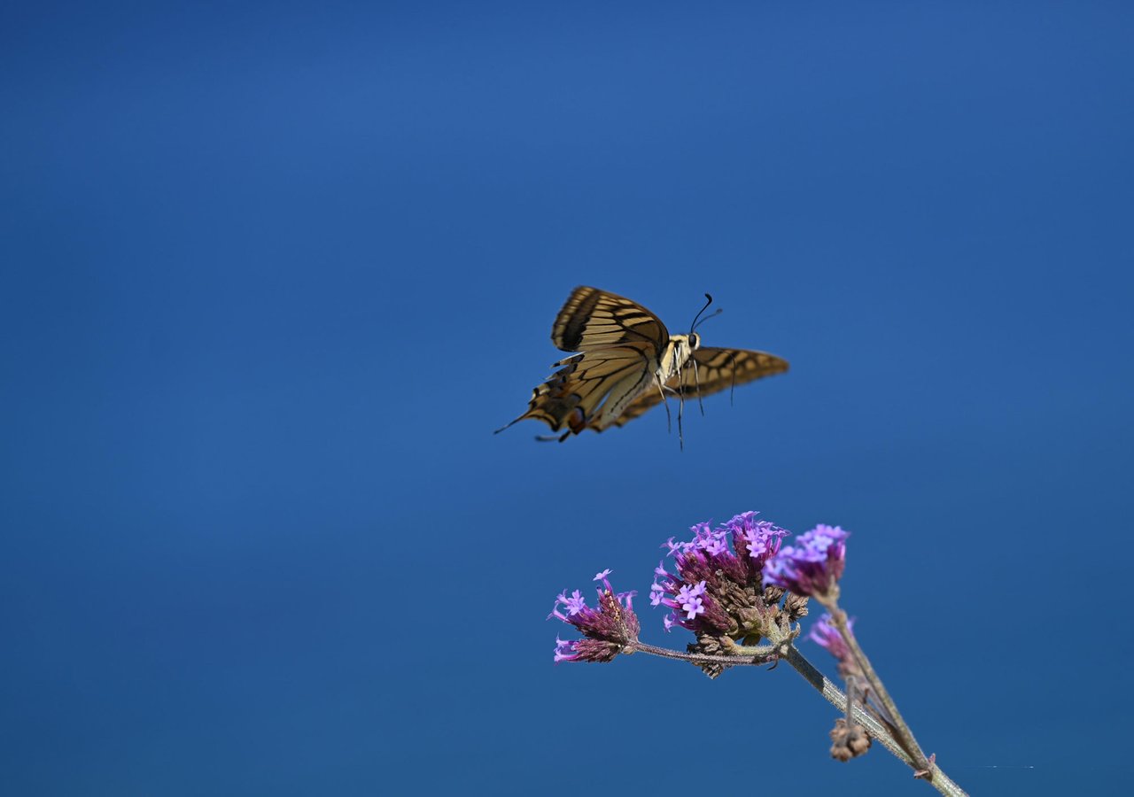 Z62_7584.jpg