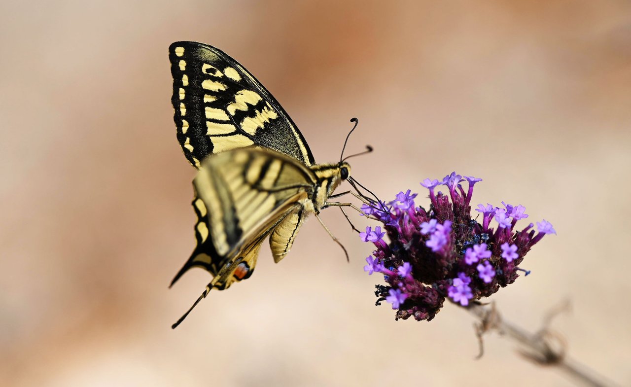 Z62_7616.jpg