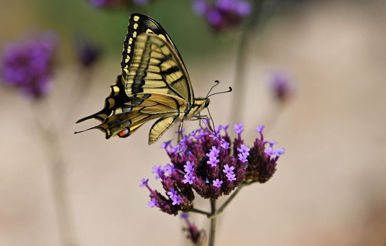 Z62_7611.jpg