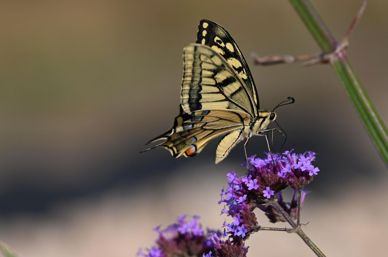 Z62_7592.jpg