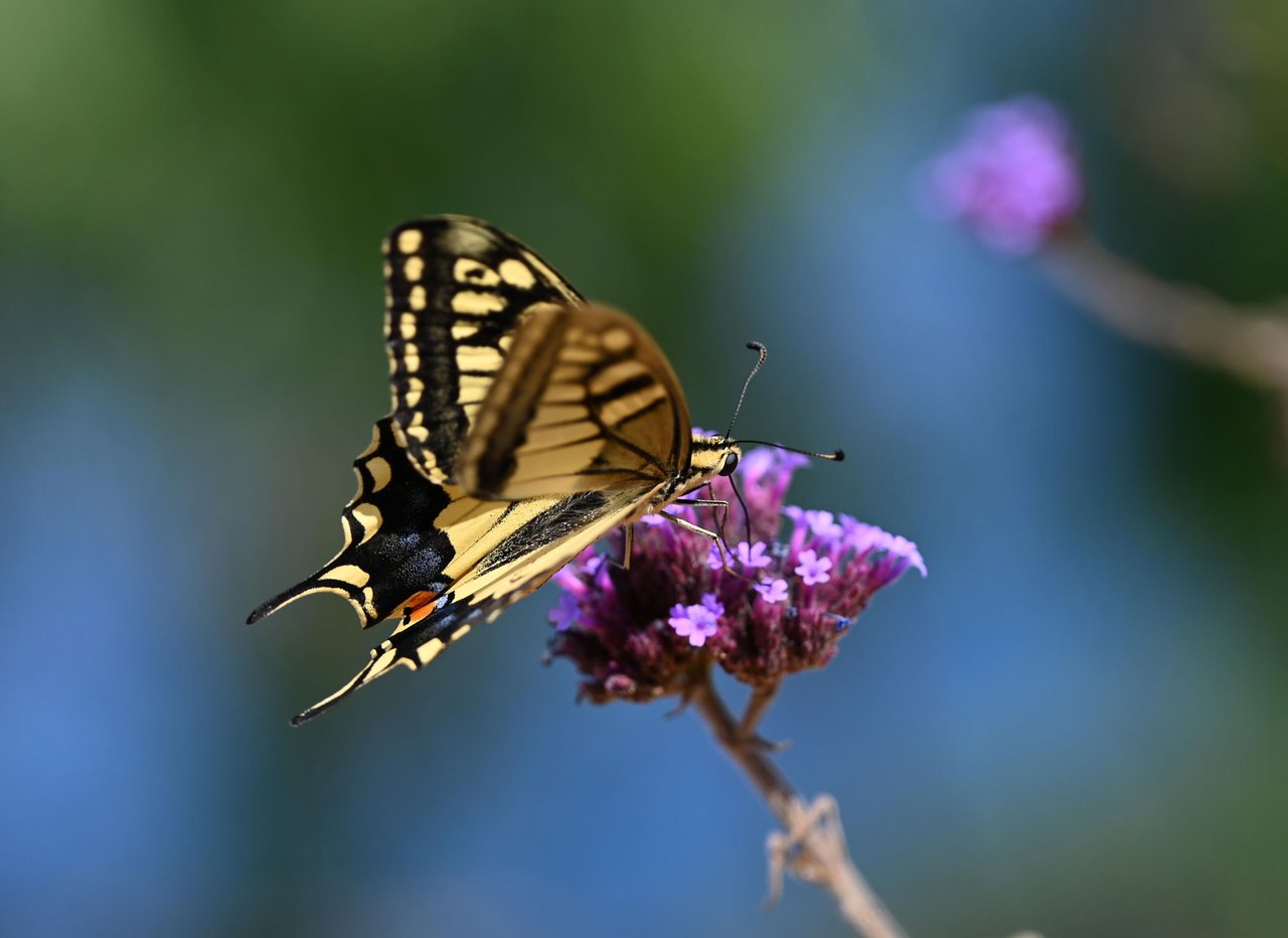 Z62_7621.jpg