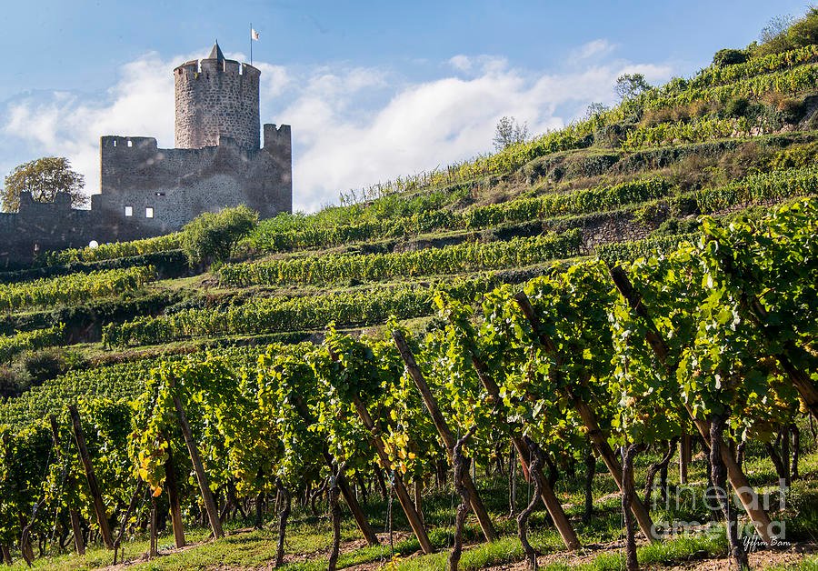 5-alsace-vineyards-yefim-bam.jpg