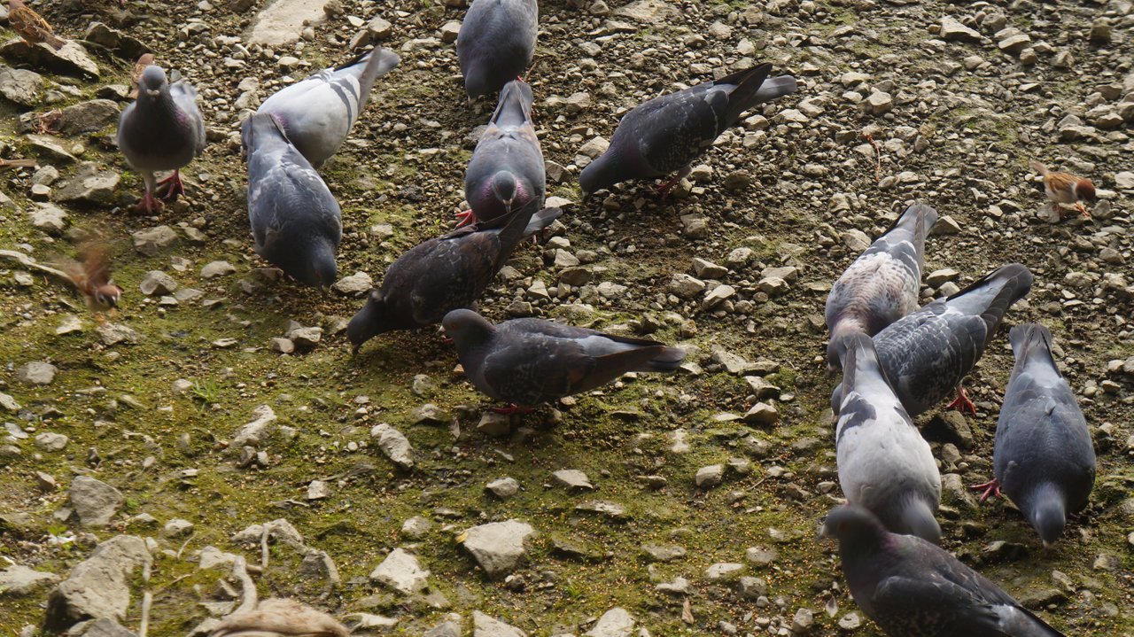 Hungry birds