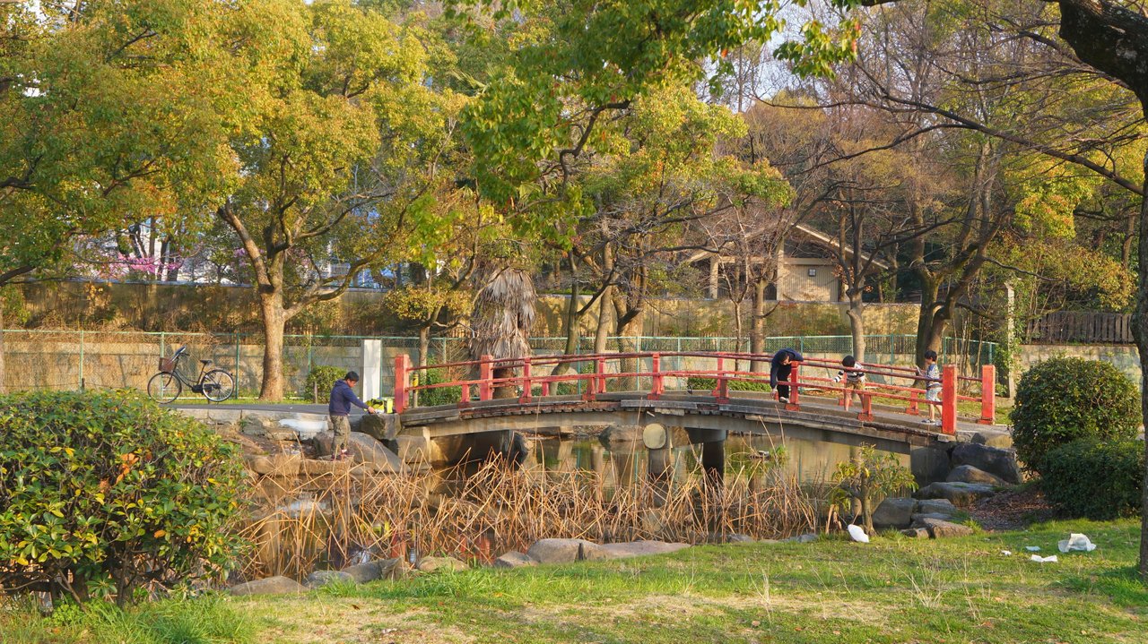 No sakura in this area but very beautiful with the bridge