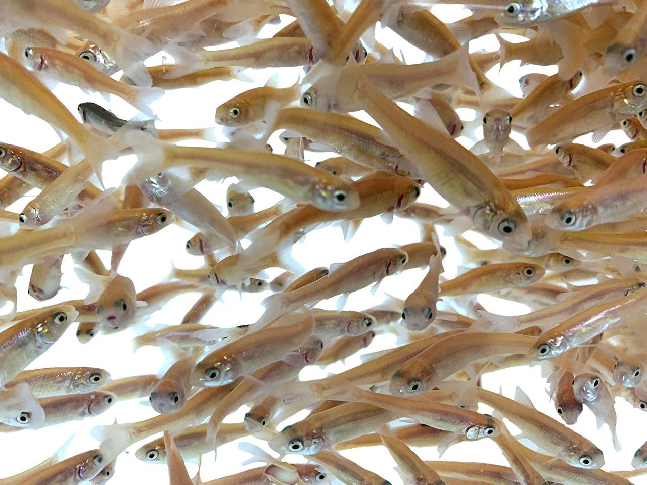 minnows.jpg