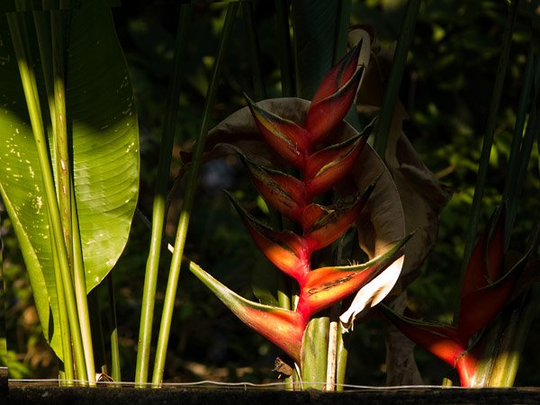 flor2-pa-600.jpg