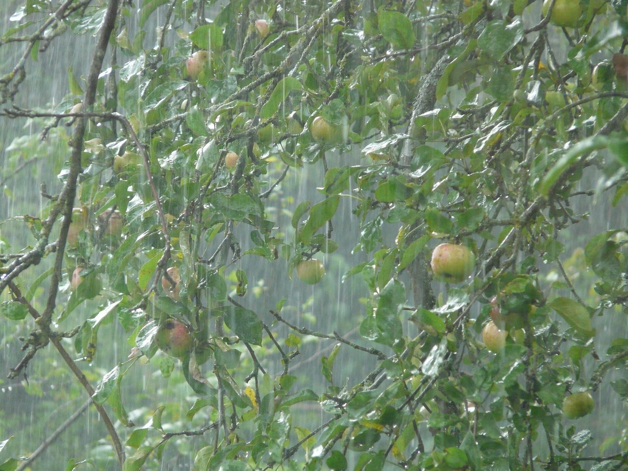 downpour-8821_1920.jpg
