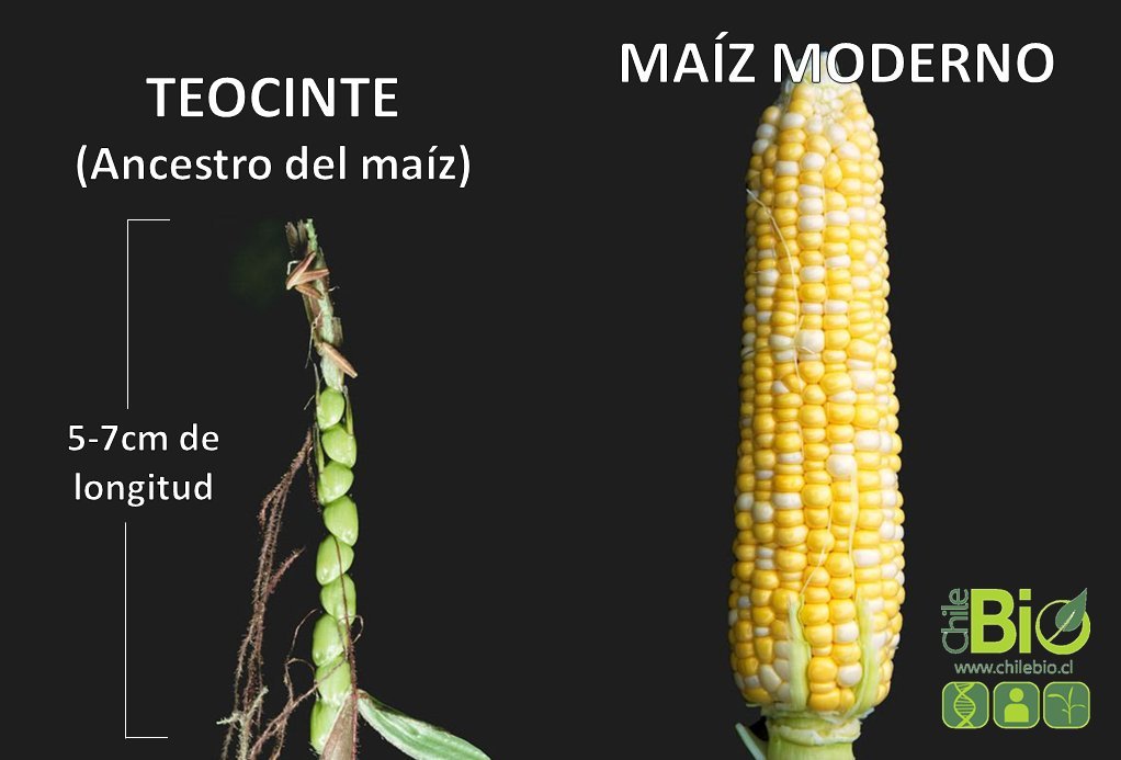 maíz antes des.jpg