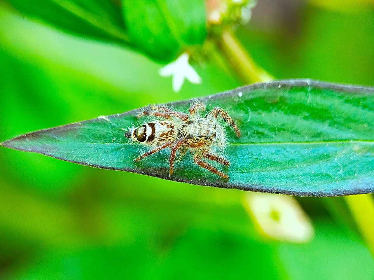 Jumping Spider (14).jpg