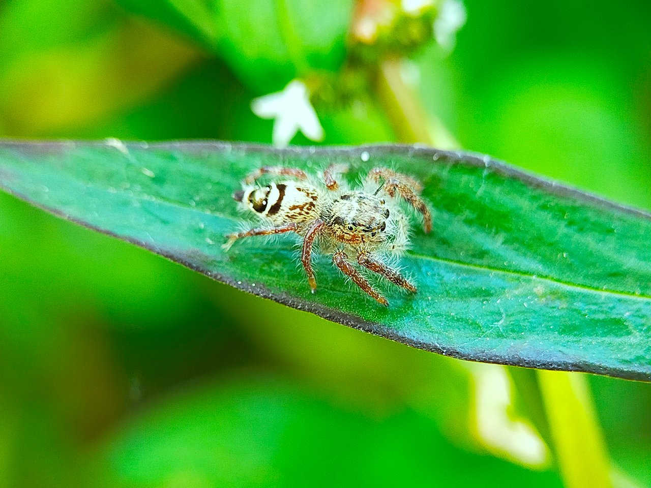 Jumping Spider (18).jpg