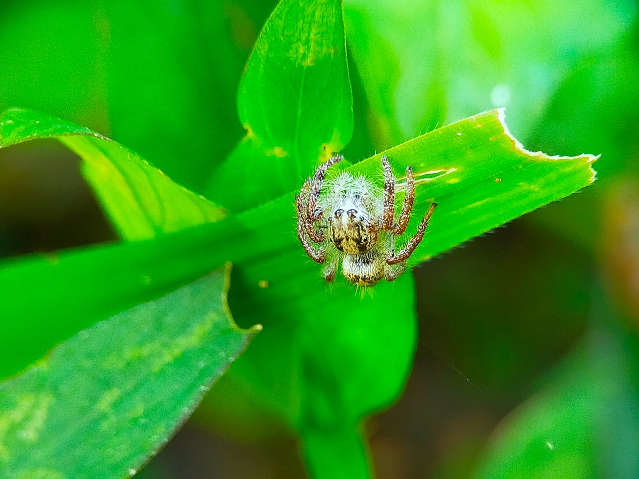 Jumping Spider (10).jpg