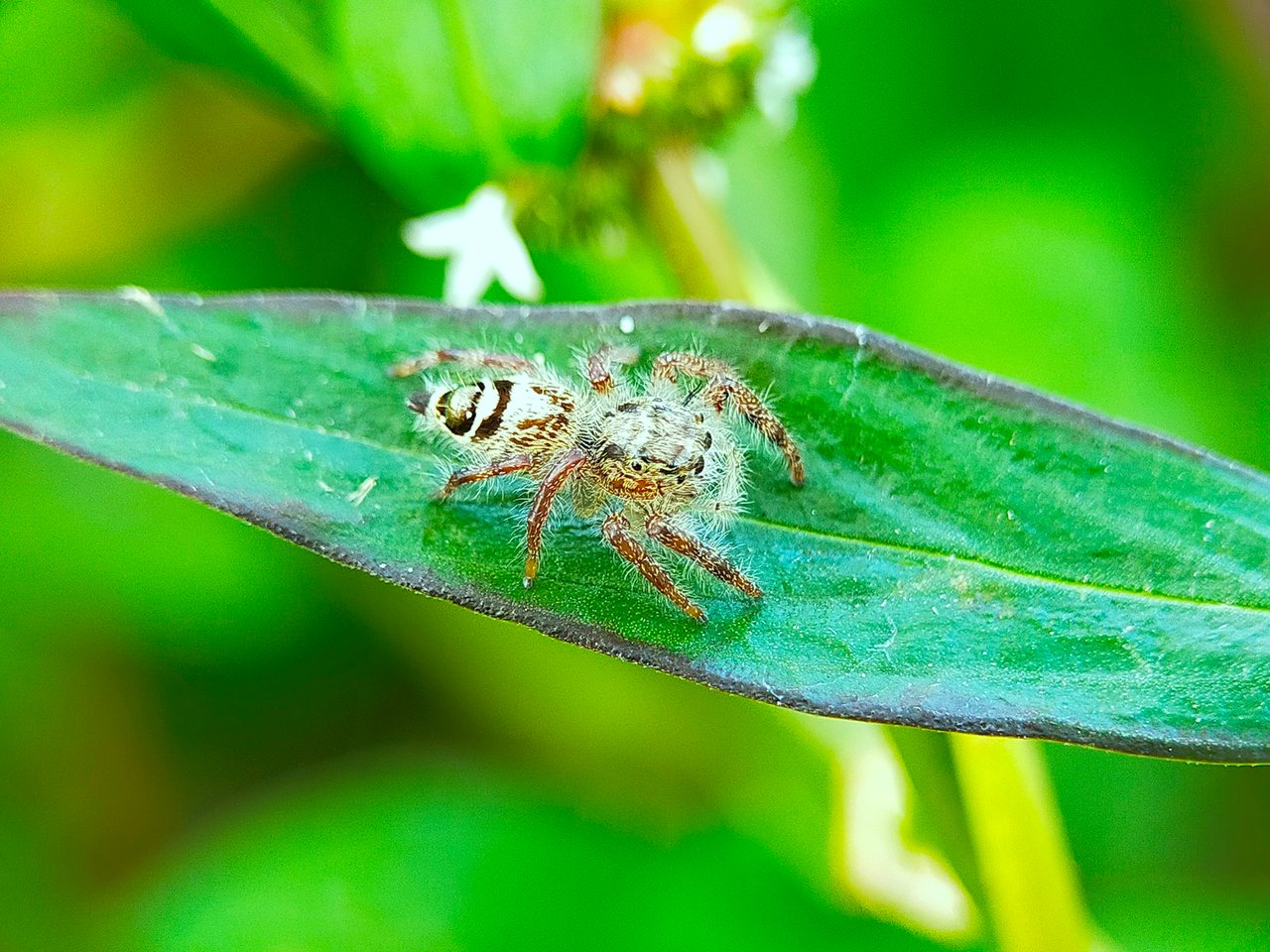 Jumping Spider (19).jpg
