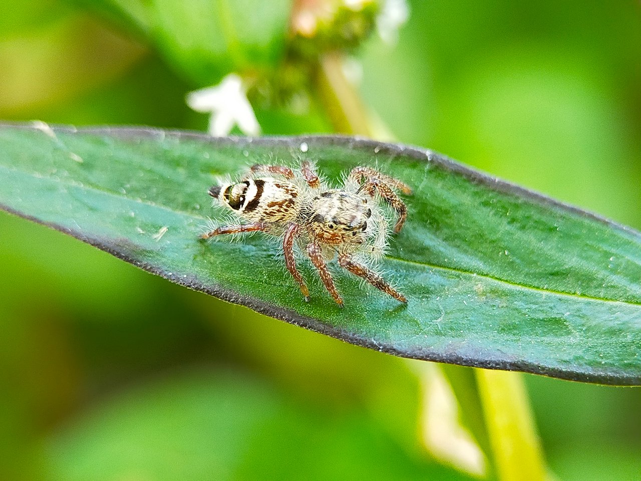 Jumping Spider (21).jpg