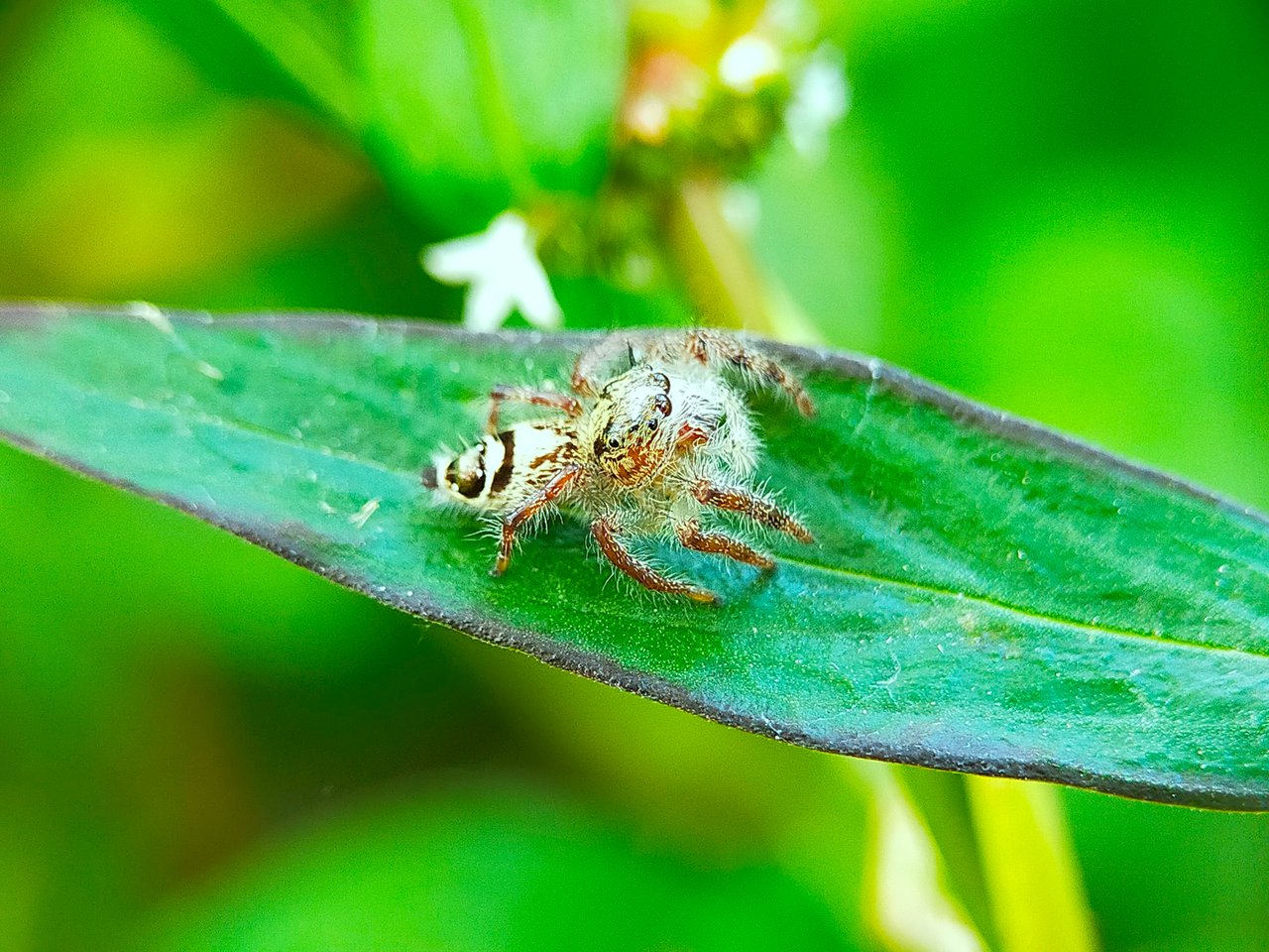 Jumping Spider (24).jpg