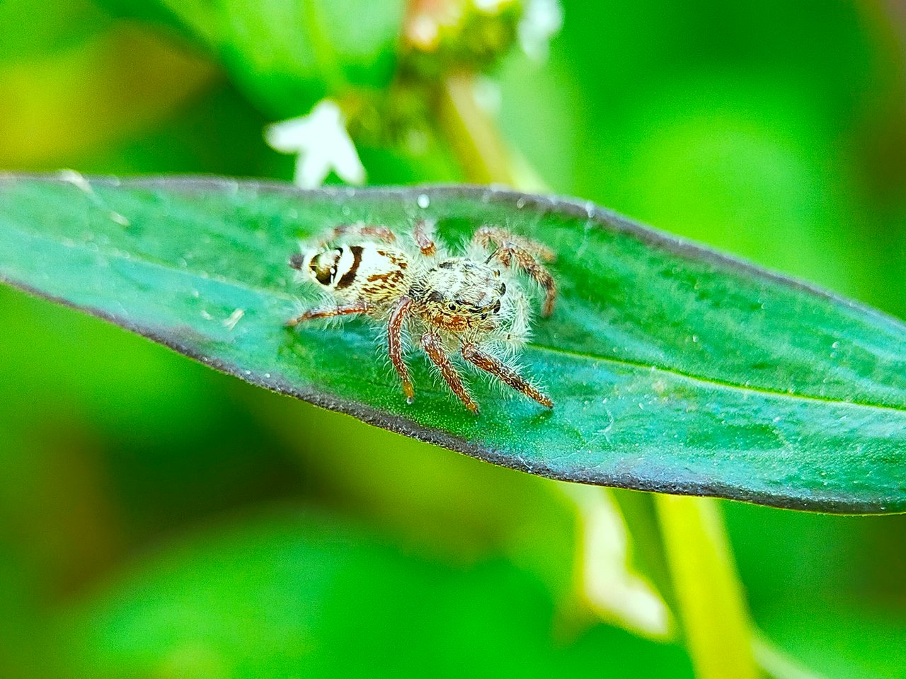 Jumping Spider (20).jpg