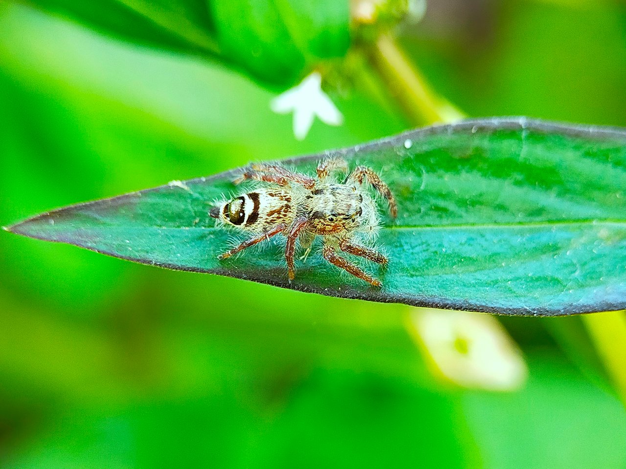 Jumping Spider (13).jpg