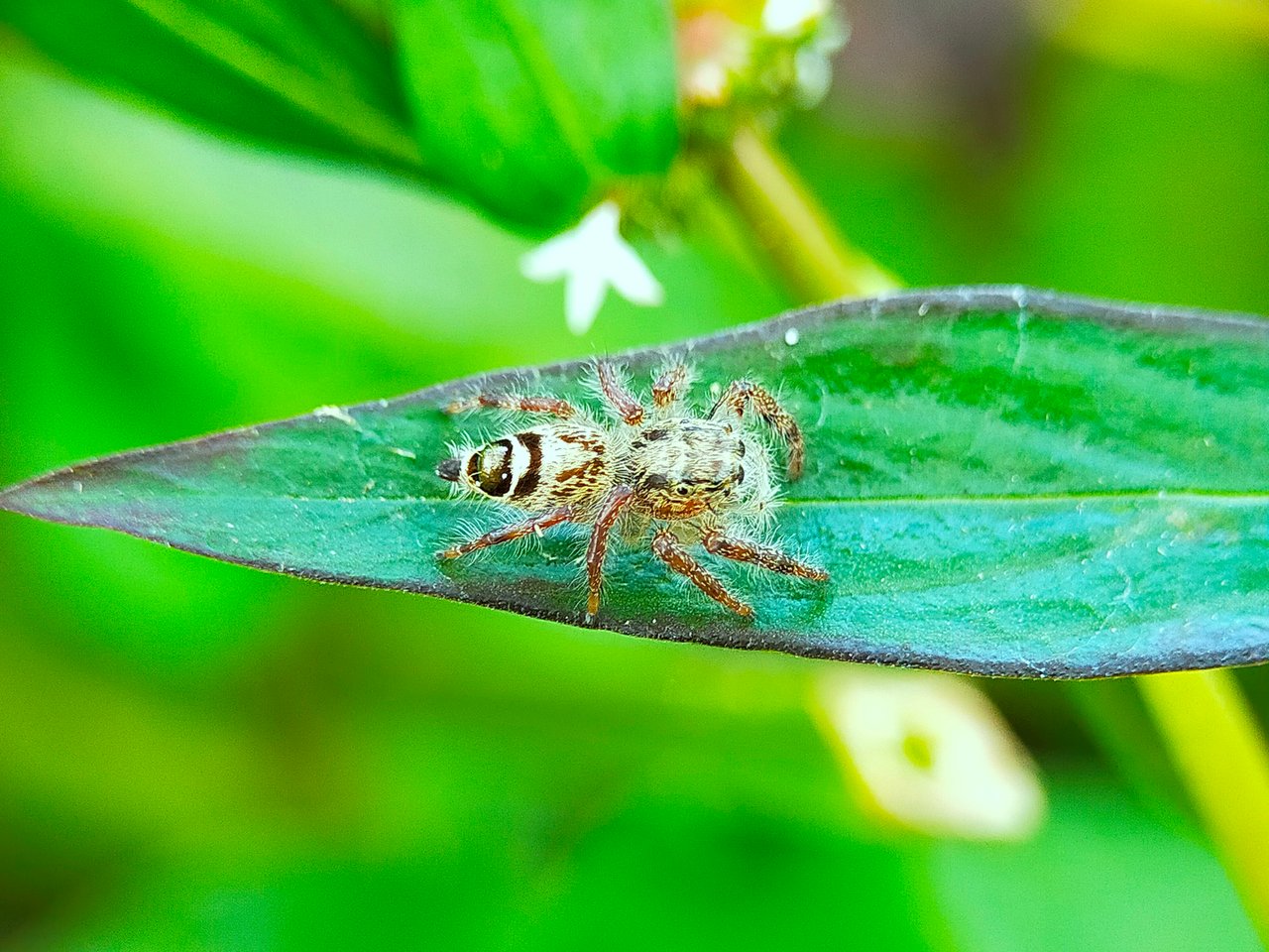 Jumping Spider (16).jpg