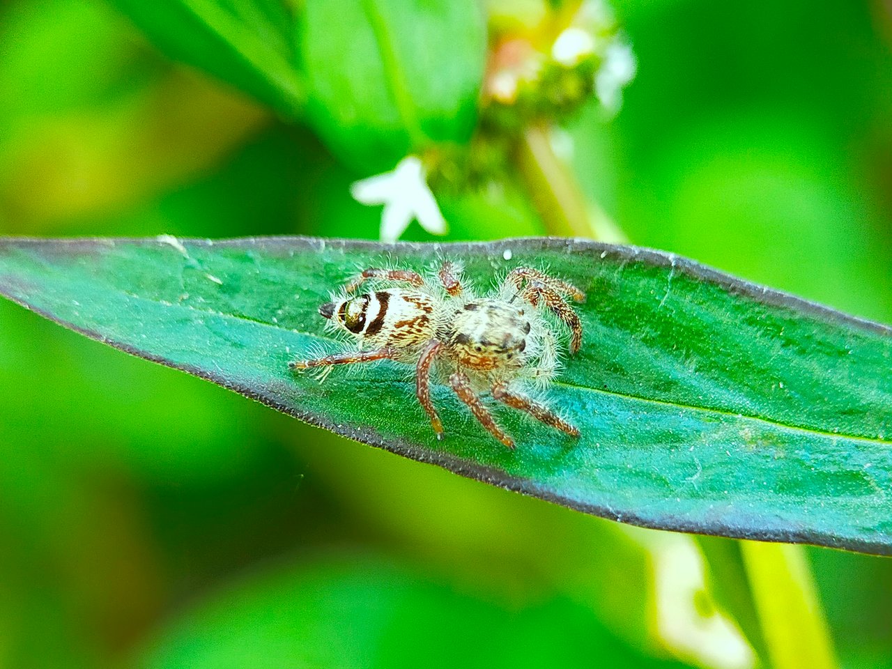 Jumping Spider (17).jpg