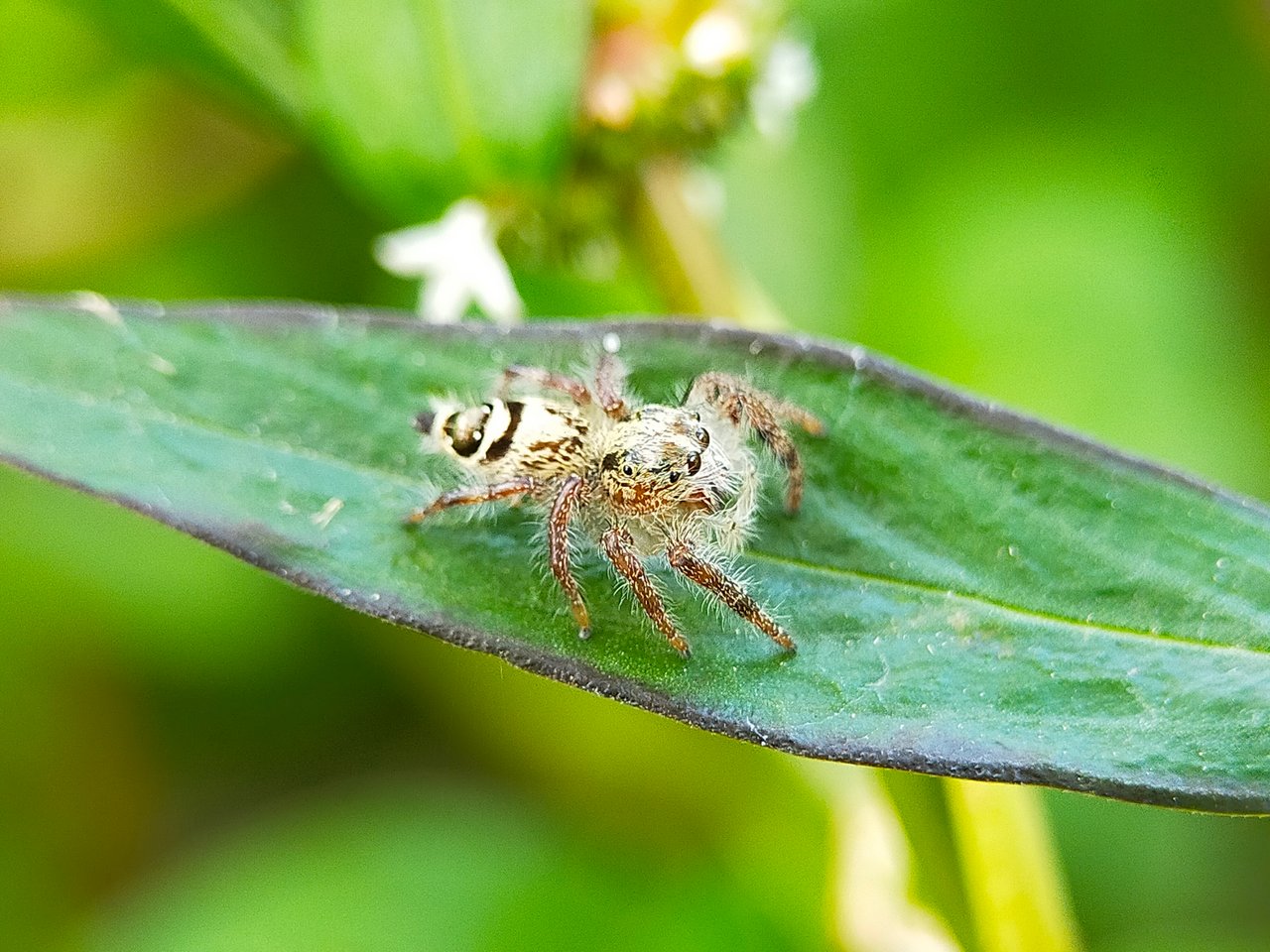 Jumping Spider (22).jpg
