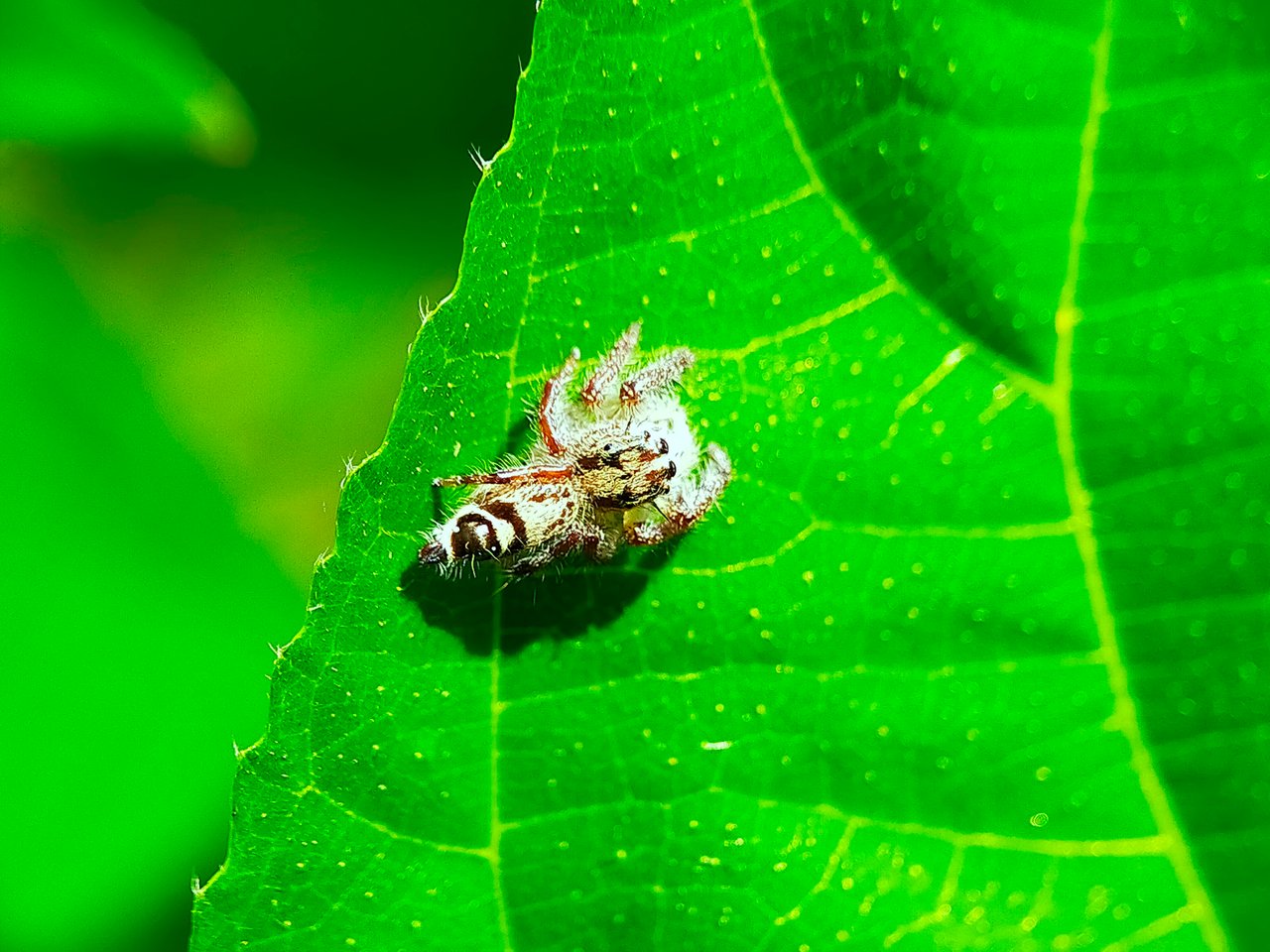 Jumping Spider (27).jpg