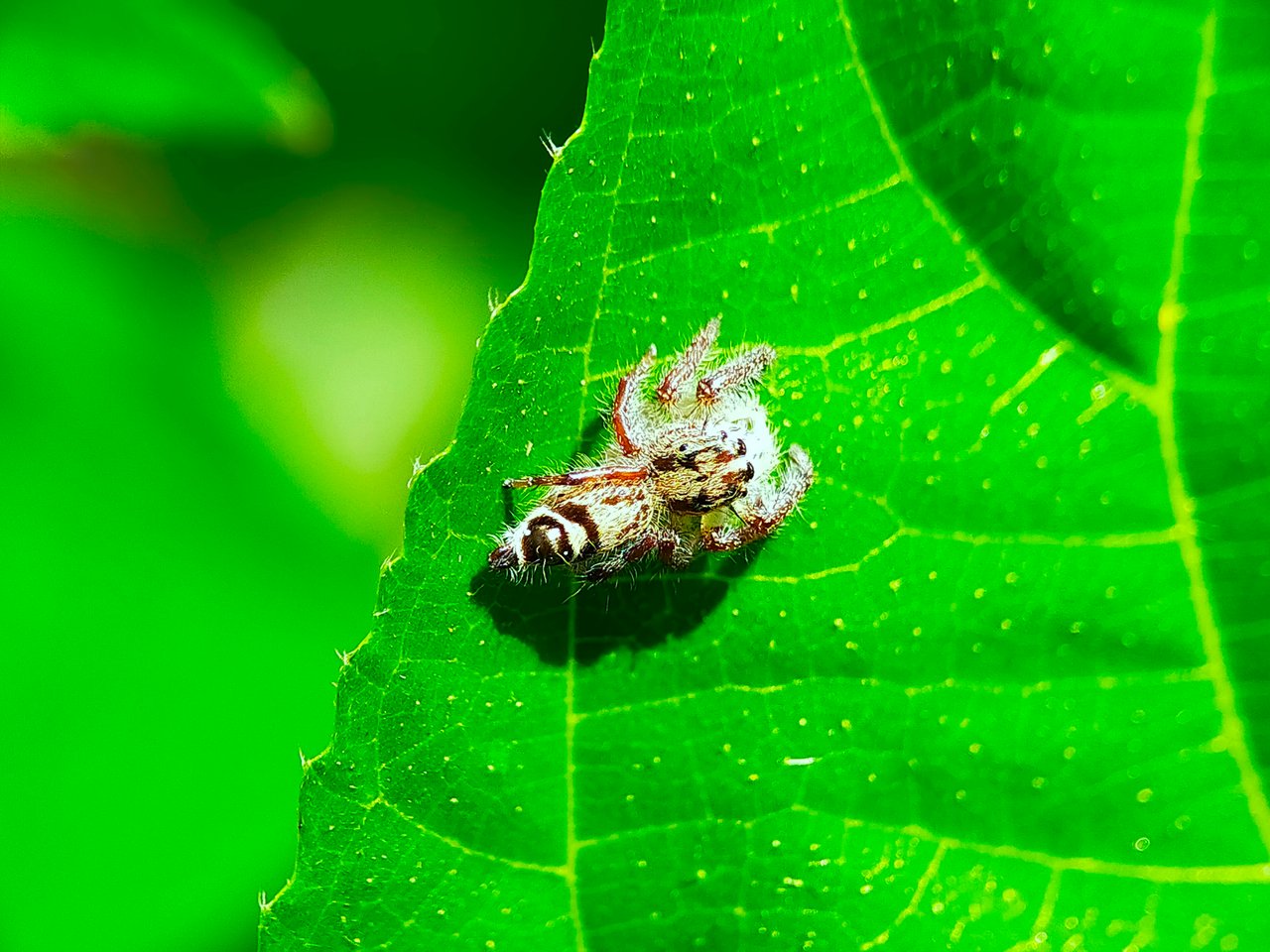 Jumping Spider (28).jpg