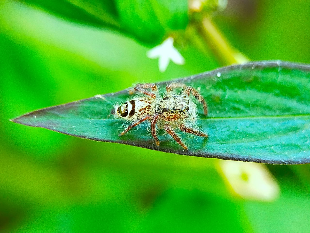 Jumping Spider (11).jpg