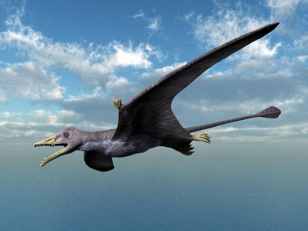Eudimorphodon_NT_small.jpg