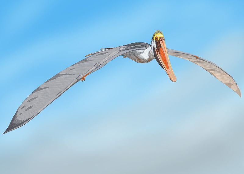 800px-IstiodactylusDB3.jpg