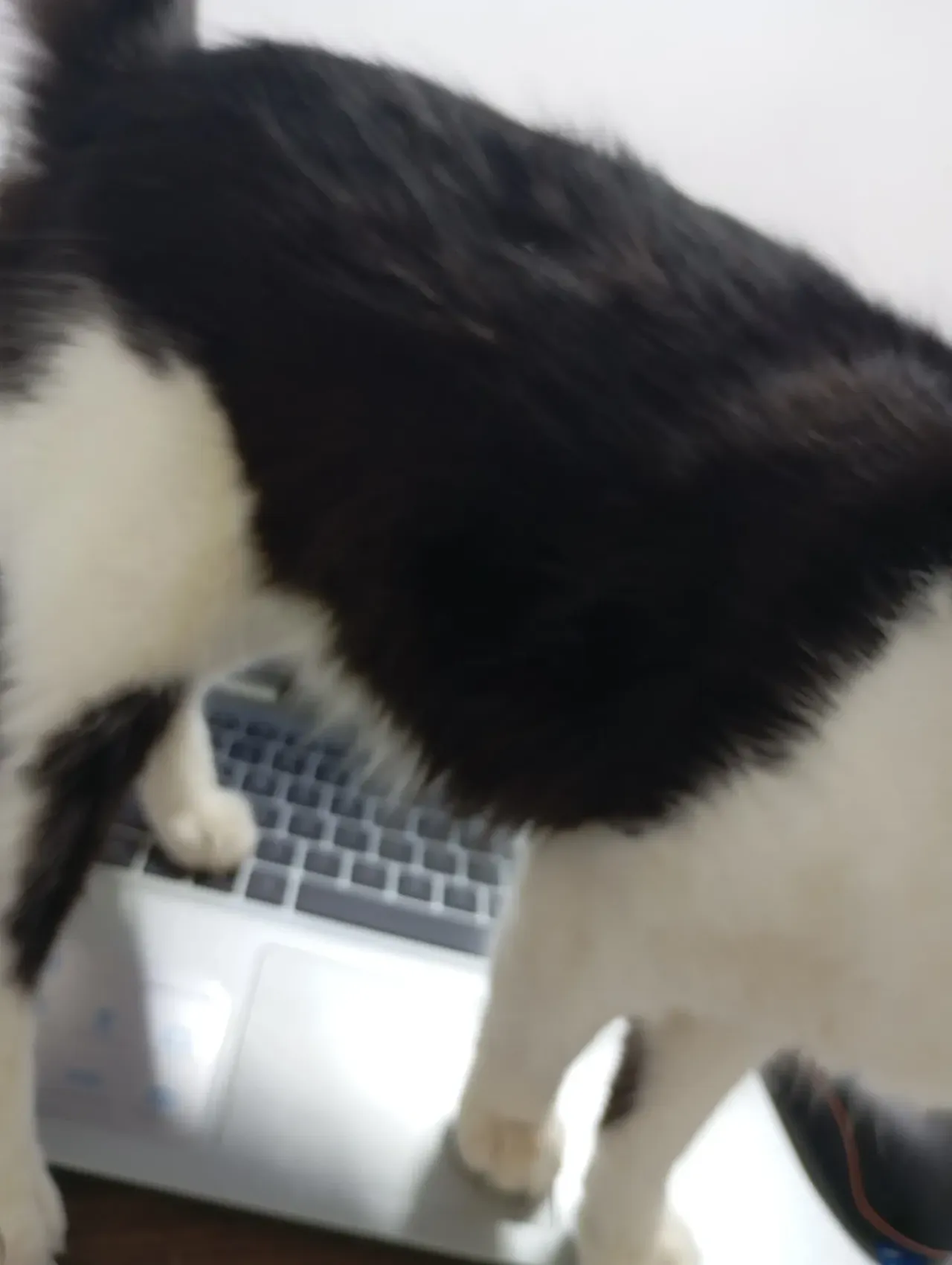 cJZtL9Qa3h14e2bu_1000693013.webp