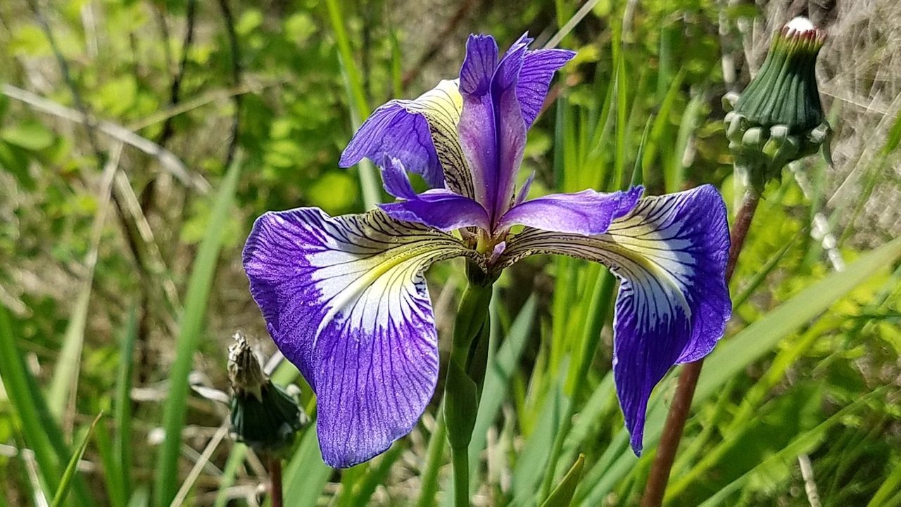 iris.jpg